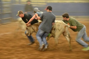 Four guys wrestling a steer.