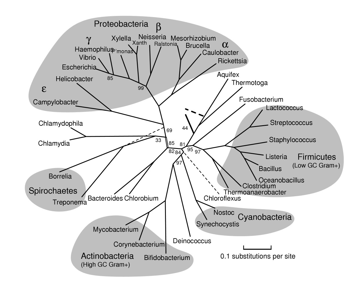 Example phylogeny of domain Bacteria from BMC Evolutionary Biology 2005, 5:34