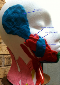 Jaw muscles - picture 2