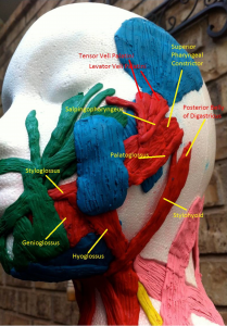 Extrinsic tongue muscles - picture 1