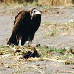 Vulture
