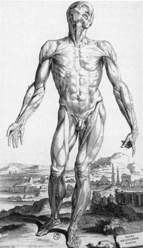 anatomy-andreas-vesalius