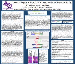 Determining the effect of clpA in the natural transformation ability of Aeromonas salmonicida