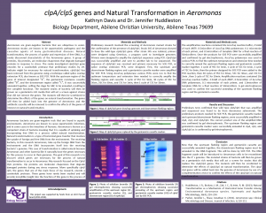 clpA/clpS genes and natural transformation in Aeromonas.