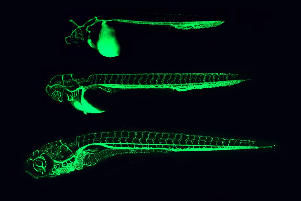 Zebrafish photo